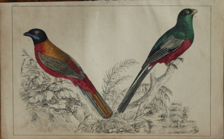 Oliver Goldsmith - Engraving of Trogons 1850