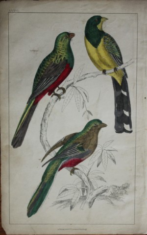 Oliver Goldsmith - Engraving of Couroucoui birds 1850