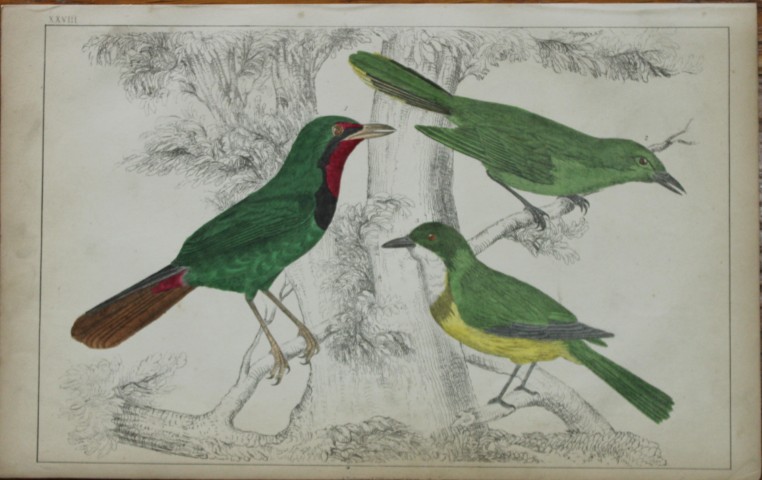 Oliver Goldsmith - Engraving of Thrush-Shrikes 1850