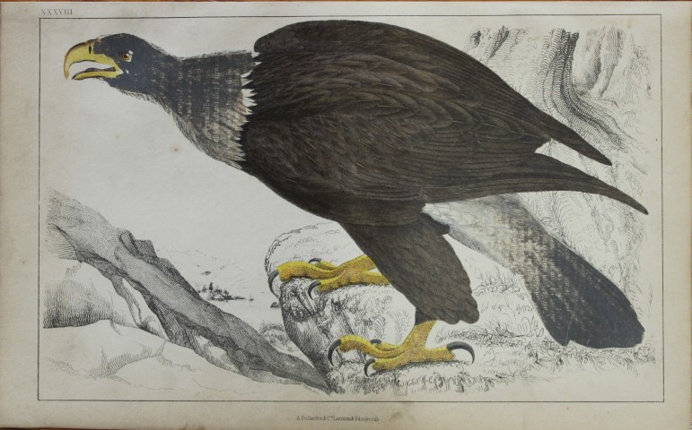 Oliver Goldsmith - Engraving of White Headed Eagle 1850