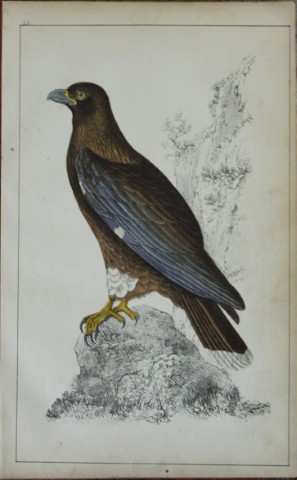 Oliver Goldsmith - Engraving of New Zealand Caracara 1850
