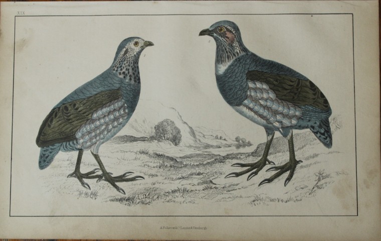 Oliver Goldsmith - Engraving of Large-footed Partridges 1850
