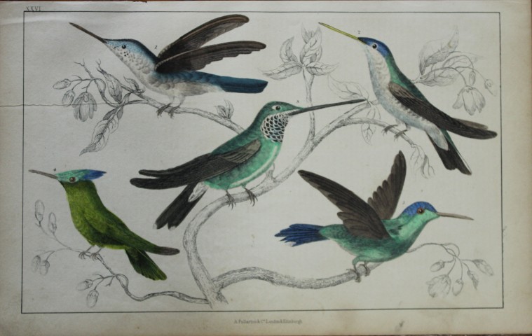 Oliver Goldsmith - Engraving of Hummingbirds 1850