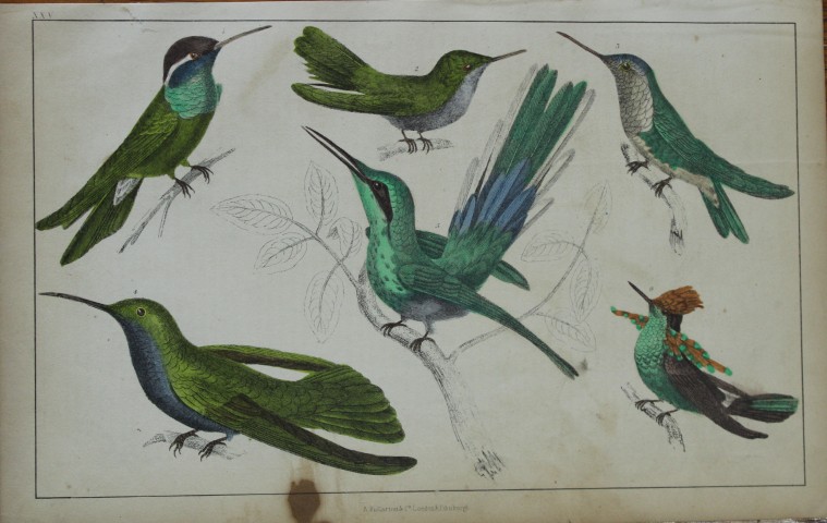 Oliver Goldsmith - Engraving of Hummingbirds 1850