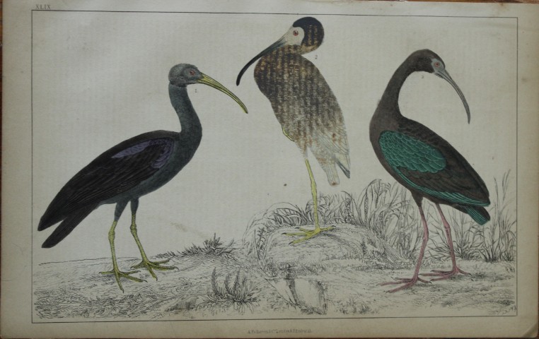 Oliver Goldsmith - Engraving of Papillated, White and Metallic Ibises 1850