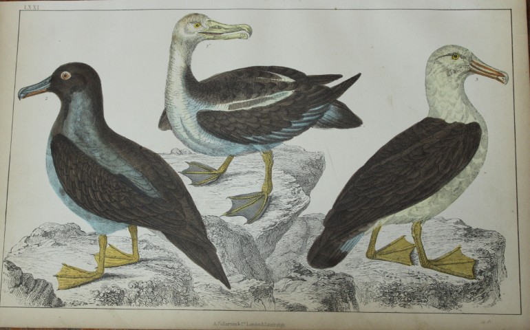 Oliver Goldsmith - Engraving of Common, Sooty and Black-eyed Albatrosses 1850