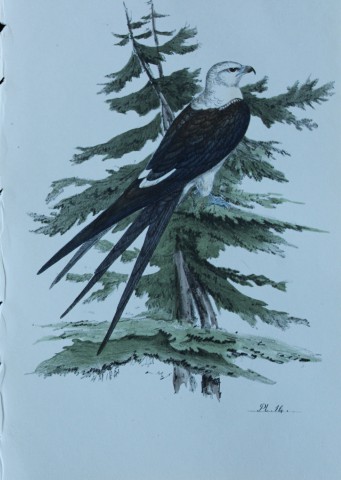 HL Meyer - Chromolithograph of Swallow-tailed Kite 1857