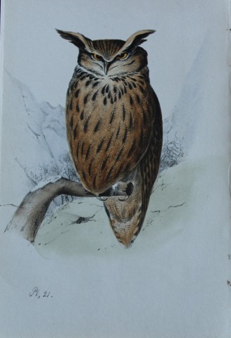 HL Meyer - Chromolithograph of Eagle Owl 1857