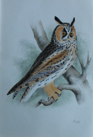 HL Meyer - Chromolithograph of Long-eared Owl 1857