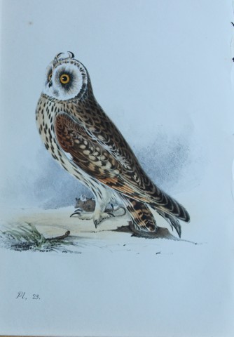 HL Meyer - Chromolithograph of Hawk Owl 1857