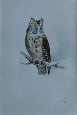 HL Meyer - Chromolithograph of Scops-eared Owl 1857