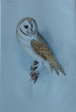 HL Meyer - Chromolithograph of Yellow or Barn Owl 1857