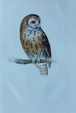 HL Meyer - Chromolithograph of Tawny Owl 1857