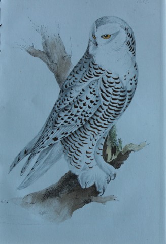 HL Meyer - Chromolithograph of Snowy Owl 1857