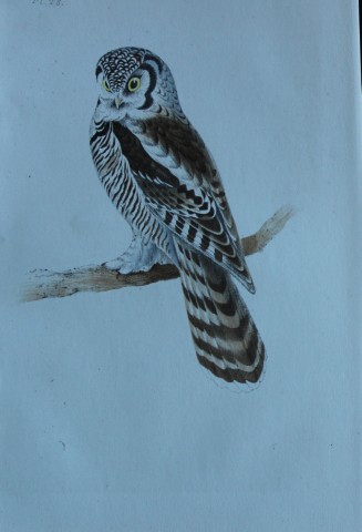HL Meyer - Chromolithograph of Canada Owl 1857