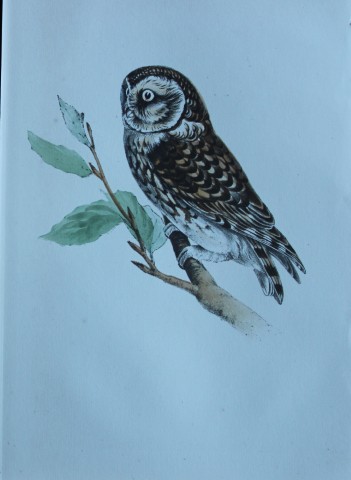HL Meyer - Chromolithograph of Little Owl 1857