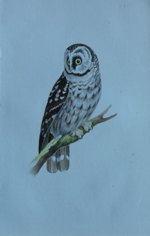 HL Meyer - Chromolithograph of Tengmalm's Owl 1857