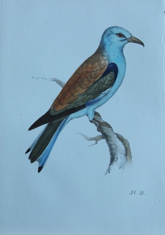 HL Meyer - Chromolithograph of Roller 1857