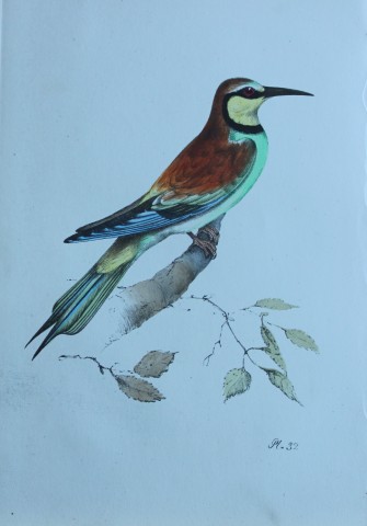 HL Meyer - Chromolithograph of Bee-eater 1857