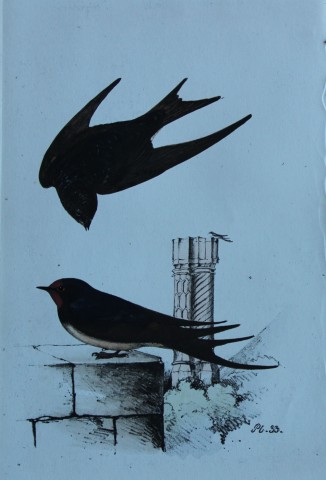 HL Meyer - Chromolithograph of Swallow 1857