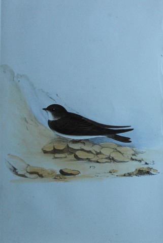 HL Meyer - Chromolithograph of Sand Martin 1857