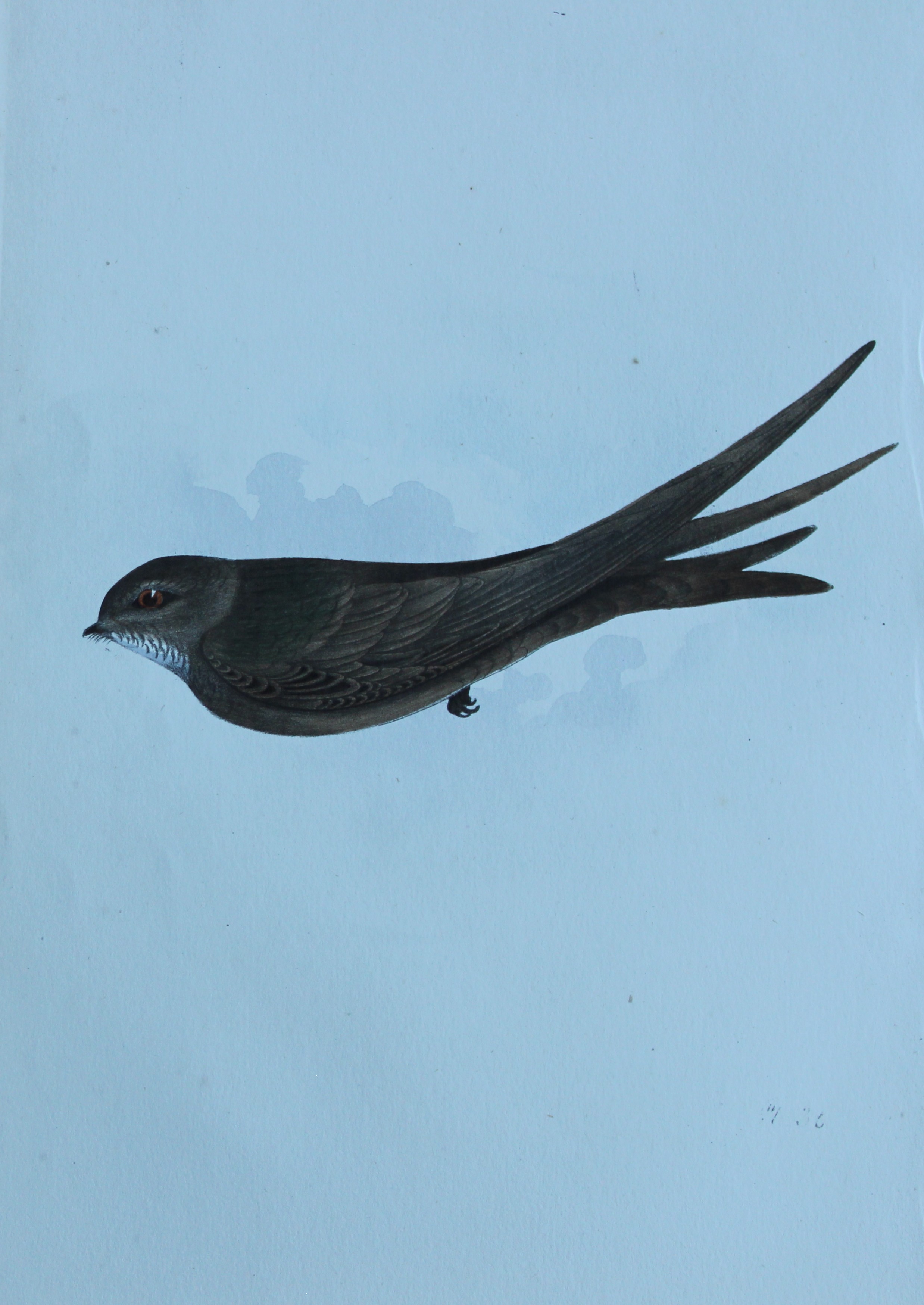 HL Meyer - Chromolithograph of Swift 1857