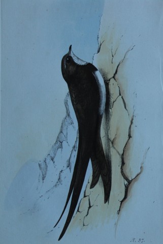 HL Meyer - Chromolithograph of Alpine Swift 1857