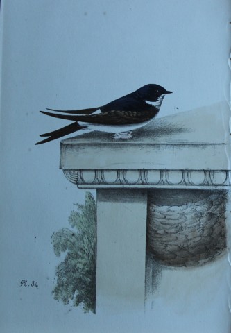 HL Meyer - Chromolithograph of Martin 1857