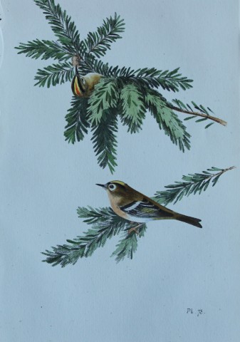 HL Meyer - Chromolithograph of Gold-crested Wren 1857