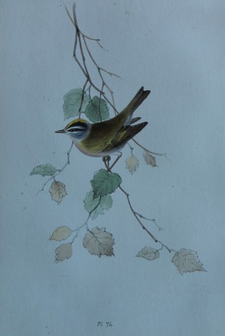 HL Meyer - Chromolithograph of Fire-crested Wren 1857