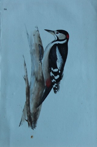 HL Meyer - Chromolithograph of Great Spotted Woodpecker 1857
