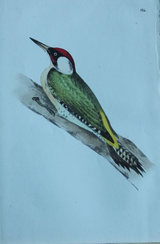 HL Meyer - Chromolithograph of Green Woodpecker 1857