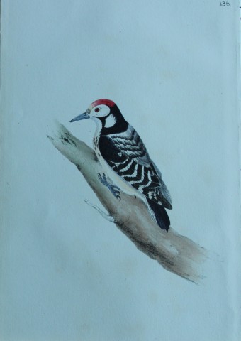 HL Meyer - Chromolithograph of Barred Woodpecker 1857