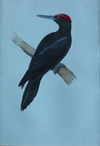 HL Meyer - Chromolithograph of Great Black Woodpecker 1857