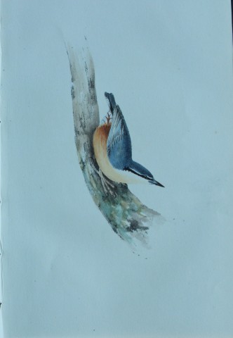 HL Meyer - Chromolithograph of Nuthatch 1857