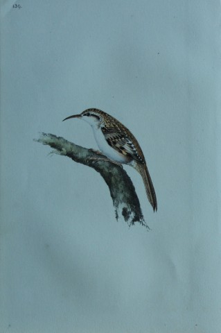 HL Meyer - Chromolithograph of Tree Creeper 1857
