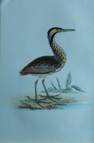 HL Meyer - Chromolithograph of American Bittern 1857