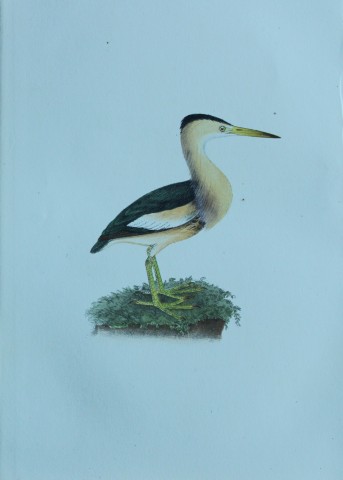 HL Meyer - Chromolithograph of Little Bittern 1857