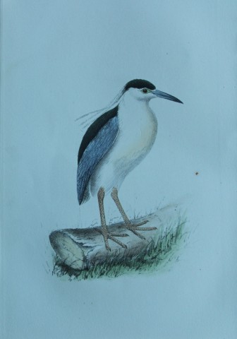 HL Meyer - Chromolithograph of Night Heron 1857