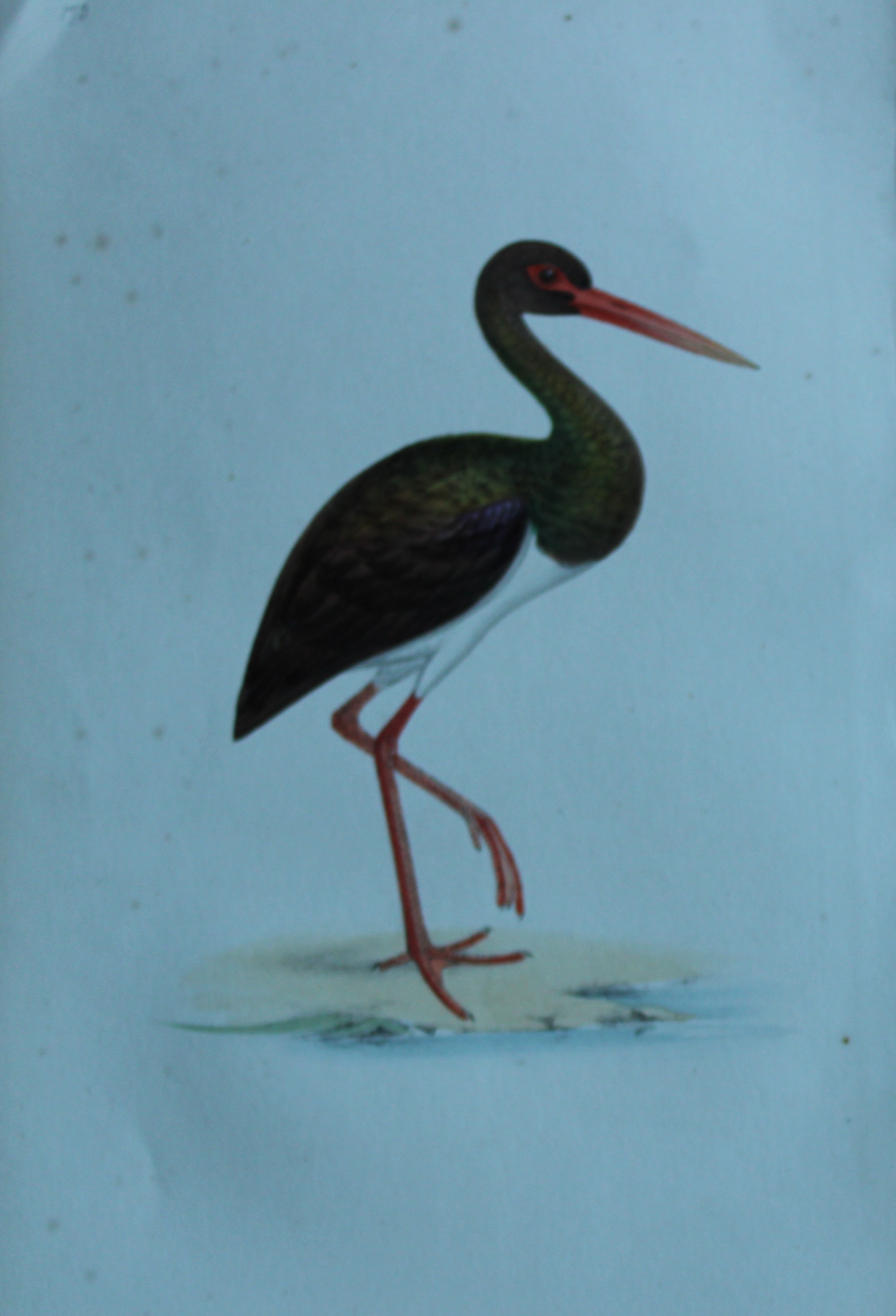 HL Meyer - Chromolithograph of Black Stork 1857