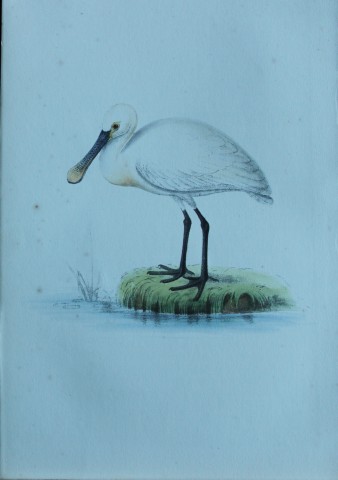 HL Meyer - Chromolithograph of Spoonbill 1857