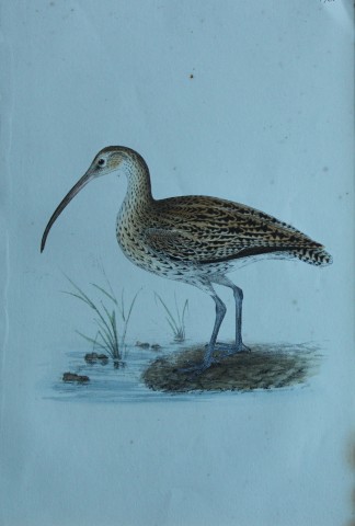 HL Meyer - Chromolithograph of Curlew 1857