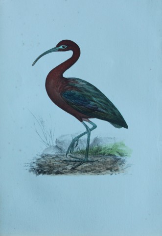 HL Meyer - Chromolithograph of Ibis 1857