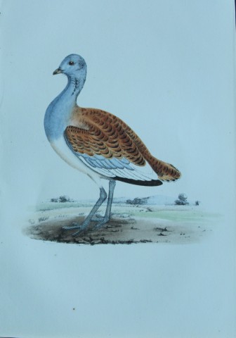 HL Meyer - Chromolithograph of Great Bustard 1857