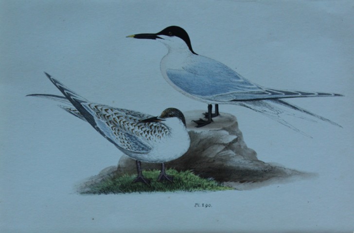 HL Meyer - Chromolithograph of Sandwich Tern 1857