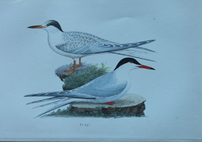 HL Meyer - Chromolithograph of Common Tern 1857