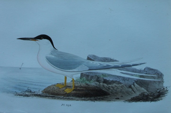 HL Meyer - Chromolithograph of Roseate Tern 1857