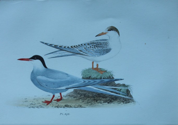 HL Meyer - Chromolithograph of Arctic Tern 1857