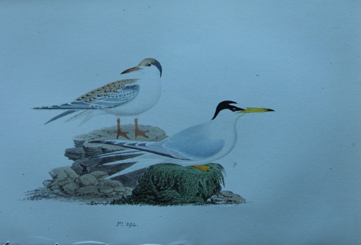 HL Meyer - Chromolithograph of Lesser Tern 1857