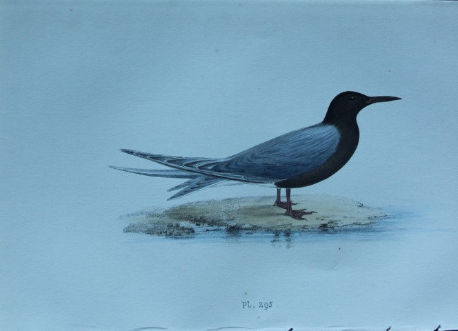 HL Meyer - Chromolithograph of Black Tern 1857